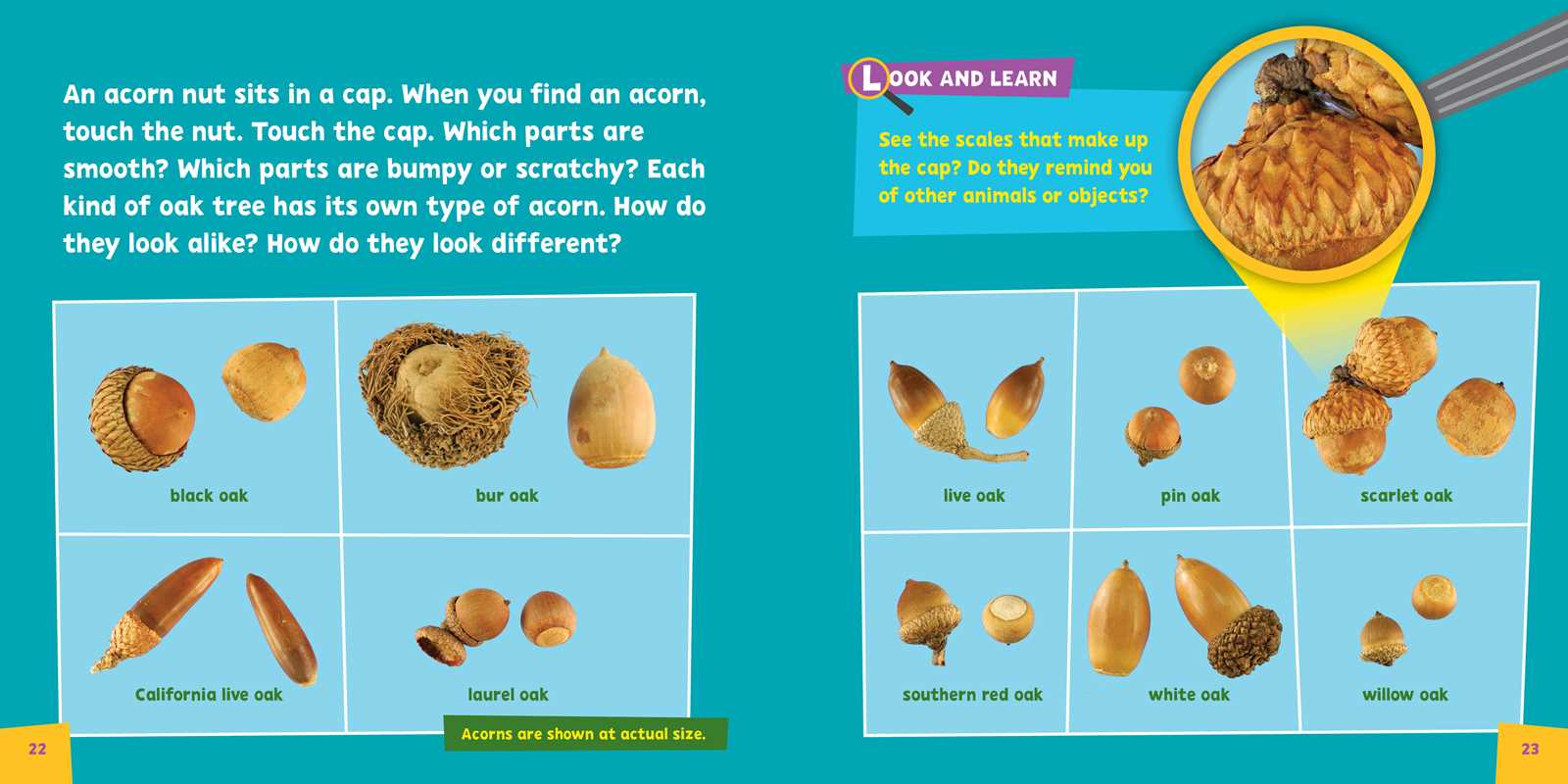 Look and Learn Nature Detective by Sarah Parvis